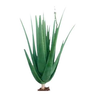 库拉索芦荟盆栽 美容芦荟植物食用芦荟绿植芦荟苗芦荟美容院专用