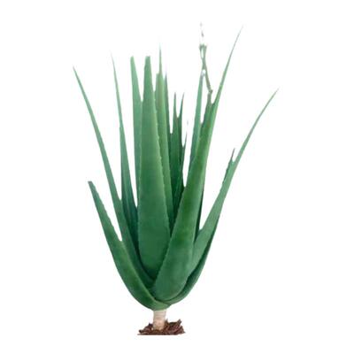 库拉索芦荟盆栽美容院灌肤补水