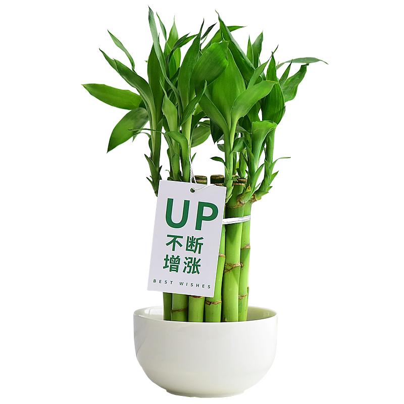 富貴竹帶玻璃花瓶水培水生植物綠色常青好養(yǎng)室內(nèi)喜陰凈化空氣清新