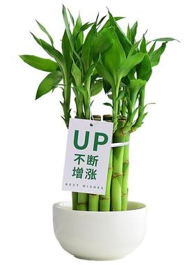 富贵竹节节高四季翠绿加水即活