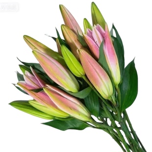 香水百合花鲜花批发云南昆明基地直发水养真花客厅插花束向日葵