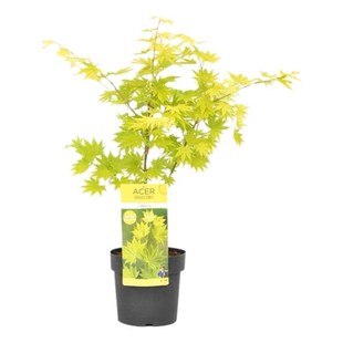 约旦枫树苗盆栽日本红枫流泉枫品种枫树庭院风景树植物彩色黄金枫