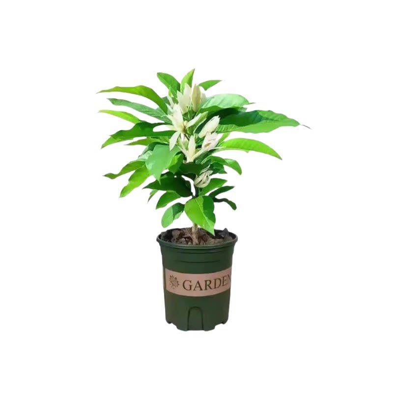 嫁接白兰花盆栽黄角兰黄桷兰白玉兰黄玉兰花缅桂花苗盆栽树苗庭院