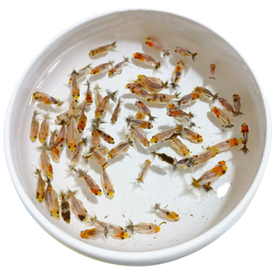 兰寿金鱼鱼苗百褶泰狮小鱼苗蝶尾观赏鱼猫狮金鱼苗丹凤金鱼水花苗