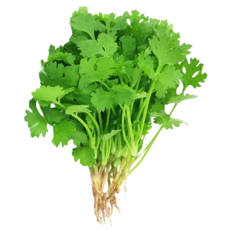 香菜种子四季美味大叶芫荽籽种老品种阳台蔬菜大全农家小叶菜种籽