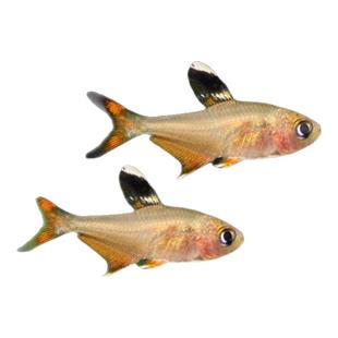 红大勾扯旗鱼红衣梦幻扯旗火焰旗热带南美造景小型群游灯鱼活体鱼