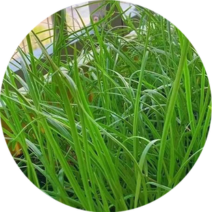 韭菜籽种红根韭菜四季宽叶大小叶本地四季阳台盆栽蔬菜种子孑大全