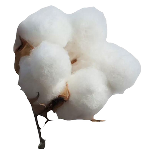 棉花种子高产种籽春季种植大田农用种孑抗虫棉籽去壳抗病北方夏季