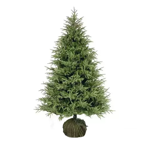 真的圣诞树盆栽真树活的挪威云杉真正的诺贝松真树松树圣诞节绿植