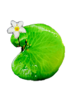 一叶莲浮萍水培植物鱼缸水草造景碗莲睡莲水养生净化水质四季开花