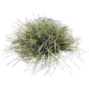 仿真小草假蒲草球露营风造景室内装饰绿植菖蒲芦苇狗尾巴盆景