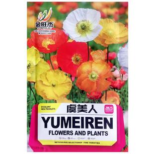 冰岛虞美人花种籽子耐寒四季播种开花易活太阳花籽虞美人种子室外