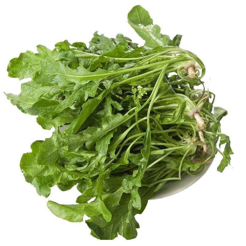 野生阳台四季盆栽荠菜种子