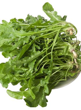 野生阳台四季盆栽荠菜种子