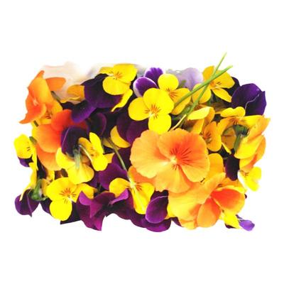 新鲜三色堇50蝴蝶花迷你