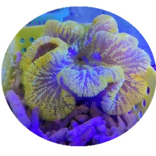 海水鱼海葵地毯 公子主小丑钻地毯葵灰浅黄地毯耐养顺丰包活