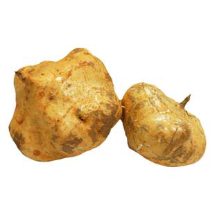 牧马山地瓜种子水果地瓜种籽沙葛凉薯土瓜特大白瓤脆甜蔬菜种孑