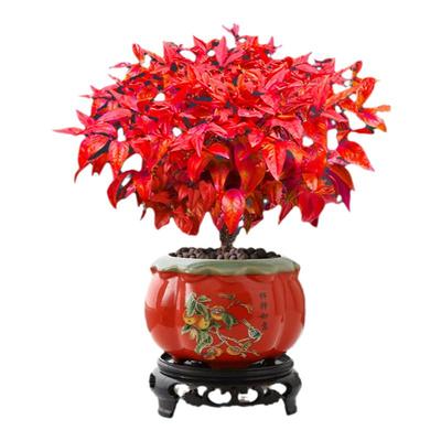 壹植盆栽矮化观叶绿植