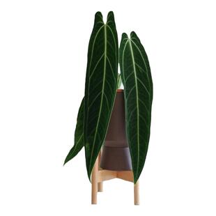 ins网红绿植火鹤后水晶花烛Anthurium Warocqueanum室内阳台绿植