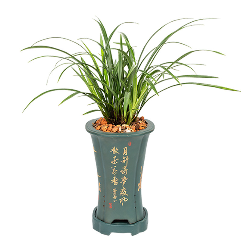 四季花苗浓香型墨兰