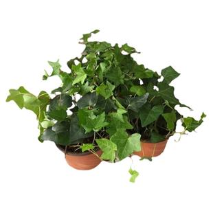 爬山虎爬藤植物四季树苗庭院室外开花藤蔓绿植物种子籽不落叶常绿