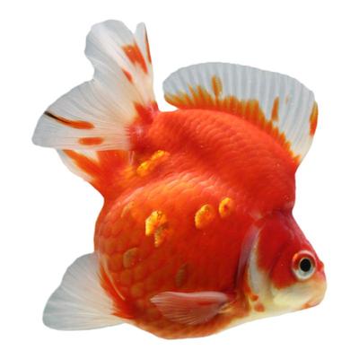 精品短尾水墨红白黑白鎏金小金鱼