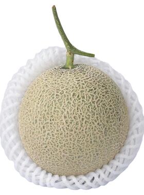 【正宗海南网纹蜜瓜】已上热销榜