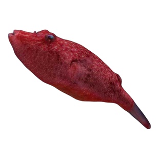 木瓜狗头鱼热带观赏鱼毛毛斑马狗头凶猛群游小型淡水观赏鱼活体