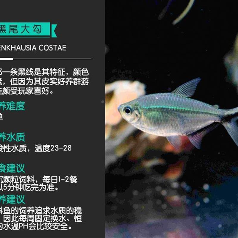 鱼禅水族红绿宝莲灯皇室青魔鬼蓝国王甜心柠檬电光du药热带观赏鱼