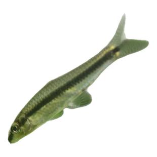 一黑线飞狐鱼小猴飞狐鼠鱼热带观赏鱼淡水工具鱼除藻黑毛丝毛藻