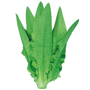 大棵型油麦菜种子香麦菜菜籽四季种籽蔬菜孑农家菜种菜苗籽种大全