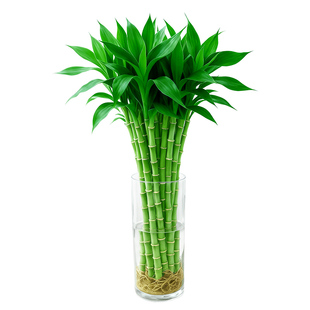 富贵竹粗杆带根水养节节高特级竹子水培植物绿植室内盆栽客厅招财