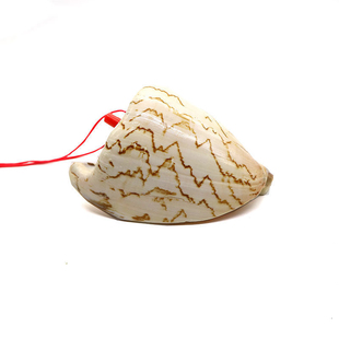 天然超大海螺哨子可吹号角喇叭口哨儿童宝宝玩具号角礼物吹小螺号