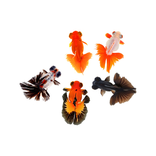 蝶尾金鱼活鱼观赏鱼小型淡水好养冷水鱼锦鲤泰狮子头兰寿草金鱼苗