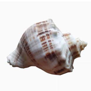 天然大海螺贝壳海星鱼缸造景摆件套装工艺品装饰卷贝鱼寄居蟹壳头