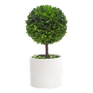 永生绿植摆件工位桌面植物小盆栽客厅旺宅黄杨树四季好养室内盆景