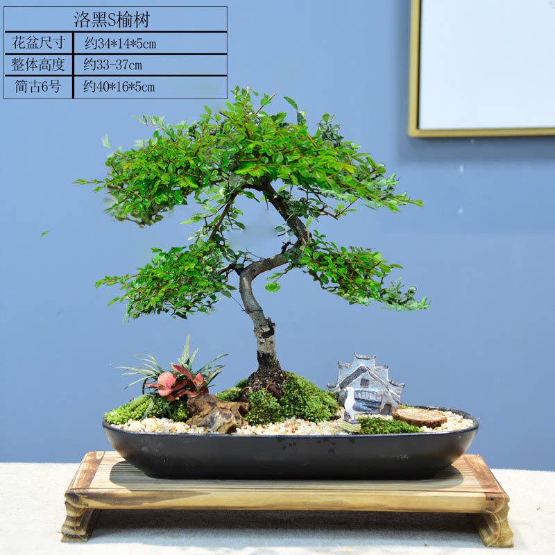 造型小叶榆树盆景老桩悬崖盆栽植物室内办公客厅四季常青花卉绿植