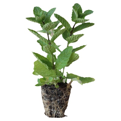 32种薄荷小苗品种齐全