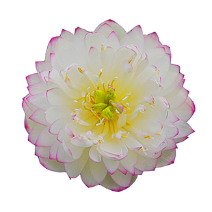 【京珠落】永州周劲松绿植花卉植物水培植物睡莲考槃斋碗莲种藕苗