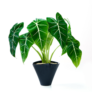 绿天鹅海芋网红绿植趣味新手好养办公室内桌面植物净化空气盆栽