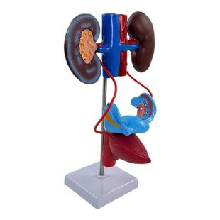 人体神经系统模型 中枢脊髓 血液循环系统泌尿系统消化系统内分泌