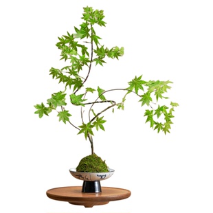 流泉枫苔藓球盆栽绿植禅意茶室盆景室内植物玄关书房日本枫树摆件