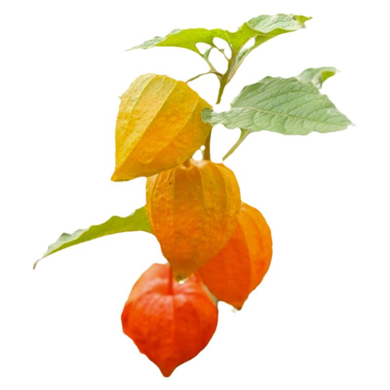 锦灯笼种子3戈力洋菇娘毛酸浆种籽金角菇娘种孑姑娘果种子