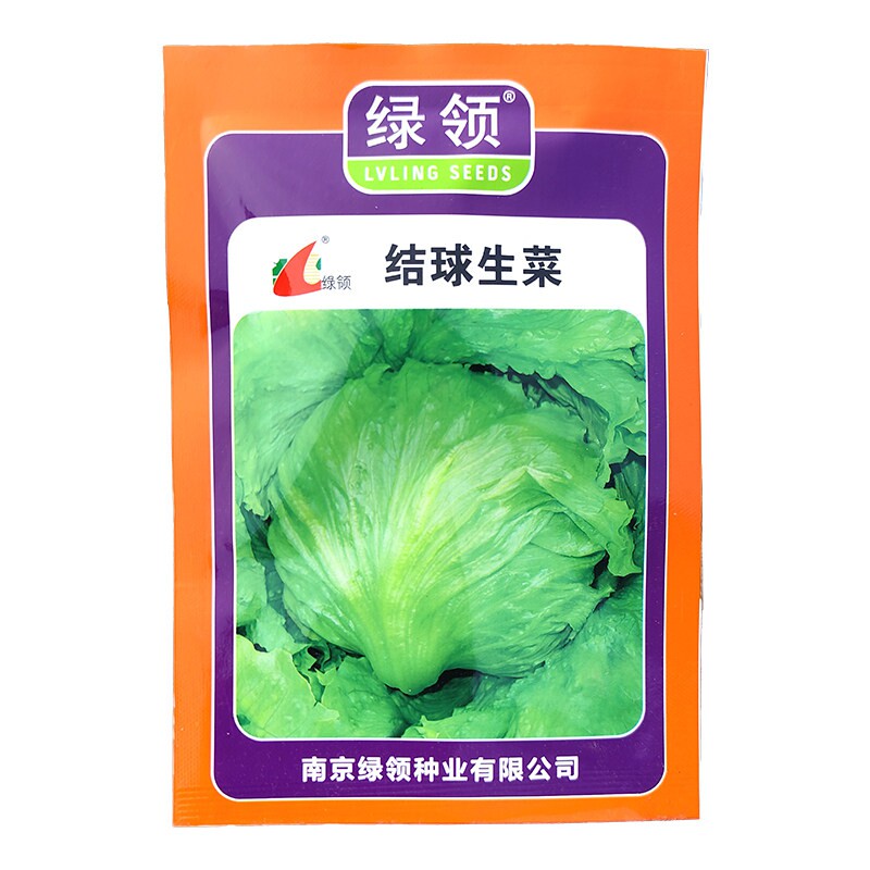 绿领结球生菜种子早熟耐热速生籽