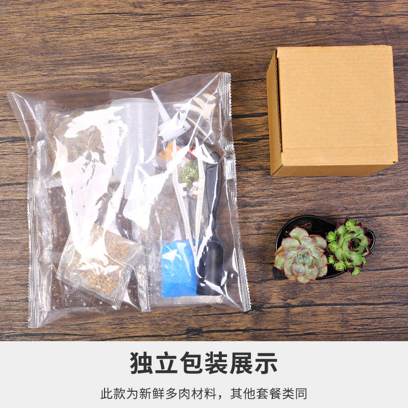 大蛋玻璃瓶多肉肉组合植物盆栽 迷你多肉小绿植盆景微景观diy材料