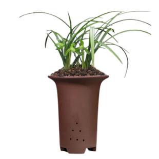 春兰文团素心冬春季带花苞老种兰花苗草室内阳台喜阴花卉绿植浓香