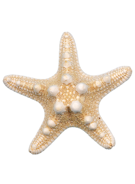 青瓜生活馆天然海星标本