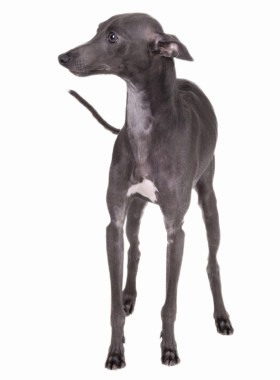 纯种双血统灵缇犬幼犬格力犬细犬