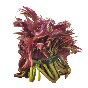 香椿芽焯水2025头茬椿芽现摘现发当季野生蔬菜湖南春芽嫩香椿包邮