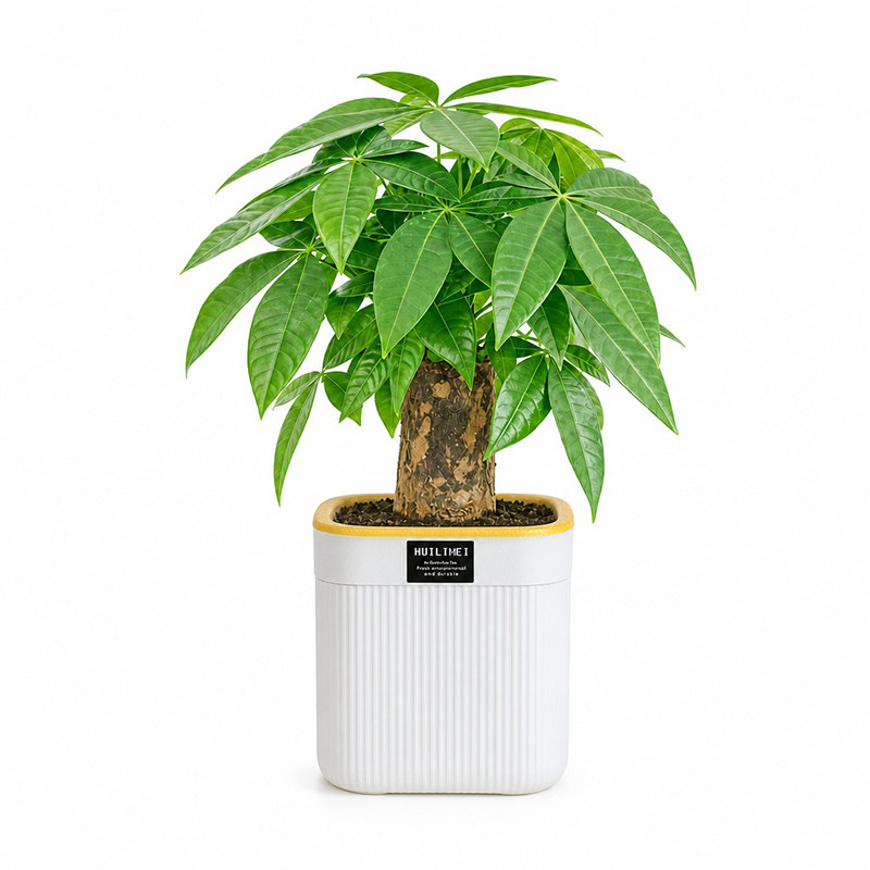 栀子花桌面绿植发财树盆栽小绿植花卉办公室内水培好养活客厅花盆
